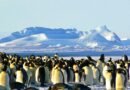 Conheça a Ilha Geórgia do Sul – Antartica