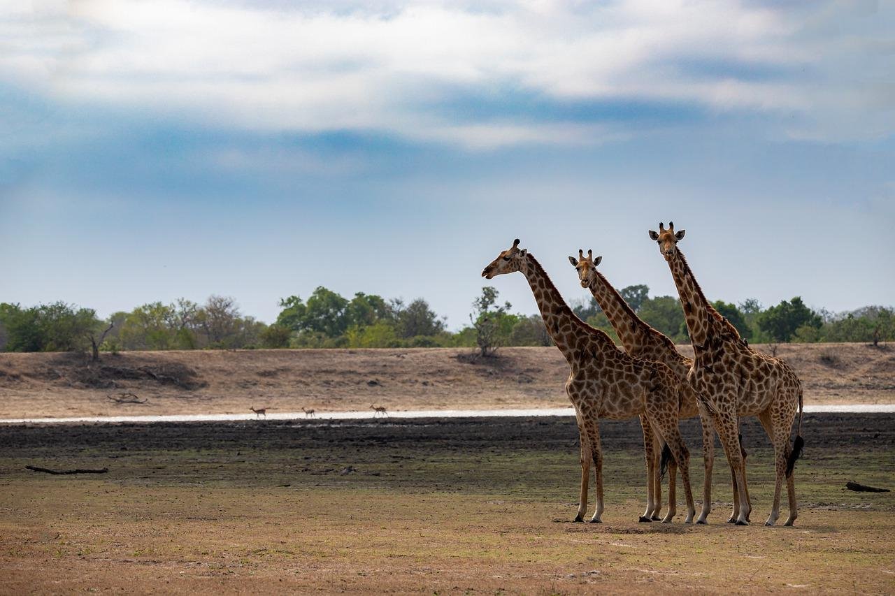 Girafas - Kruger National Park - África do Sul - Foto: Michael Bußmann - Pixabay